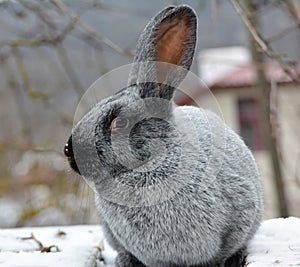 Rabbits of the Poltava silver breed