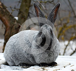 Rabbits of the Poltava silver breed