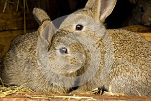 Rabbits rabbit breeding photo