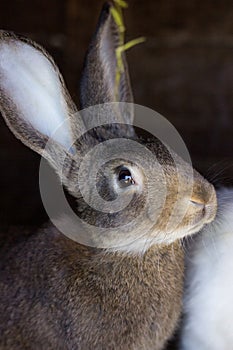 Rabbits. rabbit in farm cage or hutch. Breeding rabbits concept.Rabbits