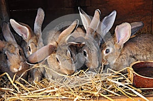 rabbits in rabbit-hutch photo