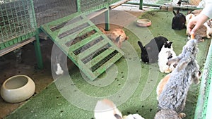 Rabbits relax and eat food in cage at animal farm in Saraburi, Thailand