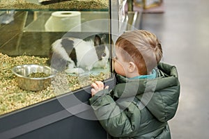 Rabbits for sale behind the glass showcase in a pet shop