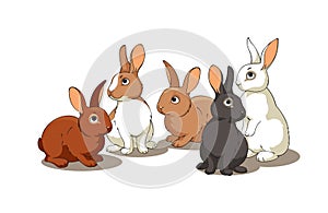 Rabbits