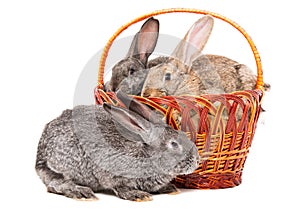 Rabbits sitting in a basket