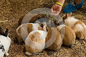 Rabbits sitting in a circle and taking food from hand