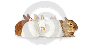 rabbits sitting in a heap isolated on white