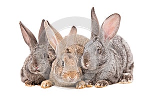 Rabbits sitting together