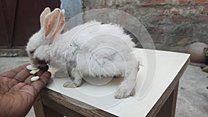 rabbits are small, furry mammals with long ears, short fluffy tails, and strong, large hind legs