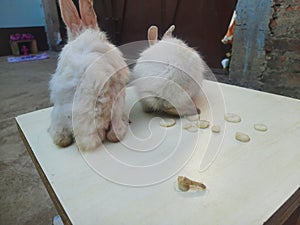 rabbits are small, furry mammals with long ears, short fluffy tails, and strong, large hind legs