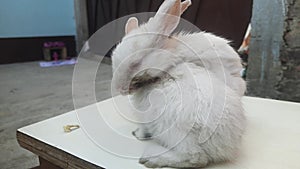 rabbits are small, furry mammals with long ears, short fluffy tails, and strong, large hind legs