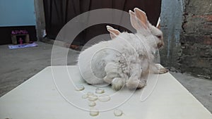 rabbits are small, furry mammals with long ears, short fluffy tails, and strong, large hind legs