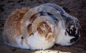 Rabbits are small mammals in the family Leporidae of the order Lagomorpha photo