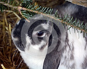 Rabbits are small mammals in the family Leporidae of the order Lagomorpha, photo