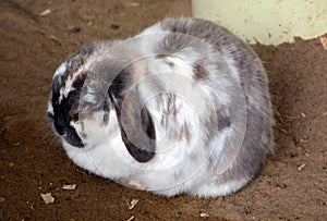 Rabbits are small mammals in the family Leporidae photo