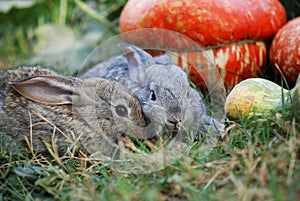 Rabbits and vegetable marrows