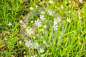 Rabelera holostea, known as greater stitchwort, greater starwort and addersmeat photo