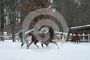 Rabian horses runs  in the snow in the paddock against a white fence and trees with yellow leaves. Red horse in the background .