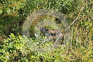 Rabid cat in bushes photo