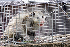 Rabid opossum in a metal cage