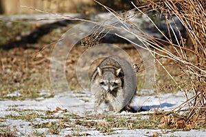 Rabid Raccoon foaming at the mouth. While this particular raccoon may not be rabid, a wet sick raccoon foaming at the photo