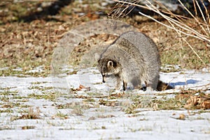 Rabid Raccoon foaming at the mouth. While this particular raccoon may not be rabid, a wet sick raccoon foaming at the