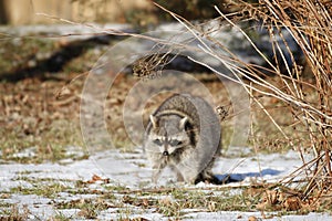 Rabid Raccoon foaming at the mouth. While this particular raccoon may not be rabid, a wet sick raccoon foaming at the