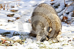 Rabid Raccoon foaming at the mouth. While this particular raccoon may not be rabid, a wet sick raccoon foaming at the mouth is a