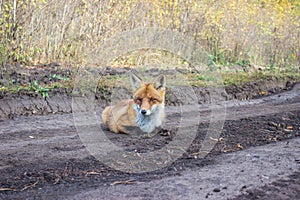 Rabid Red Fox Lying on Track photo