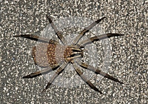Rabid Wolf spider with spiderling babies on her back. photo