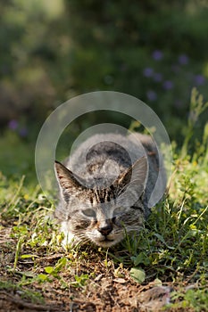 Rabies Stray Cat