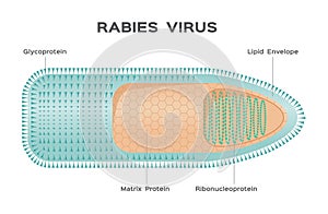 Rabies virus / anatomy