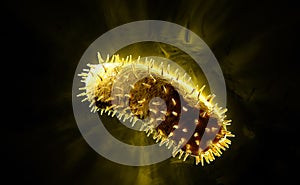 Rabies virus