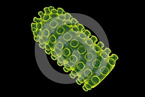 Rabies virus illustration