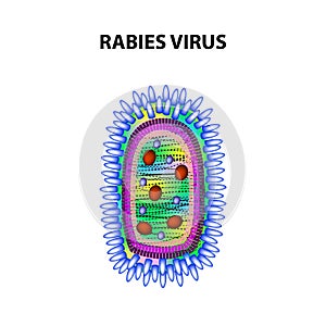 Rabies virus. Infographics. Vector illustration on isolated background. photo