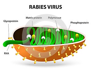 Rabies virus or Rhabdovirus photo