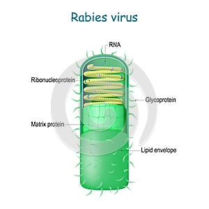 Rabies virus. virion Rabies lyssavirus photo