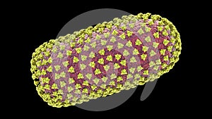 Rabies viruses, 3D illustration