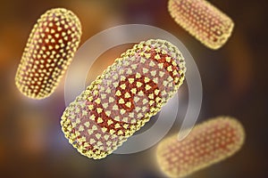 Rabies viruses, 3D illustration