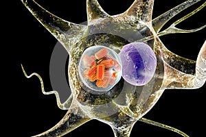 Rabies viruses in neuron