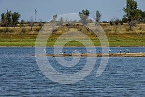 Rabisha lake and group of great heron or grane