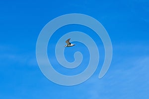 Rabisha lake and mediterranean Gull (Larus melanocephalus) flying against a blue sky