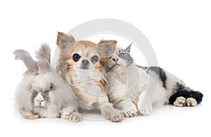 Rabit, cat and chihuahua