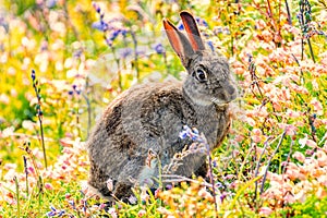 Rabit in ping spring flowers. Cute rabbit with flower dandelion sitting in grass. Animal in nature habitat, life in meadow. Europe