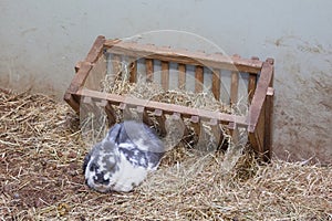 Rabit resting