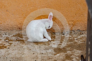 Rabit resting in its abit