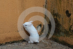 Rabit resting in its abit