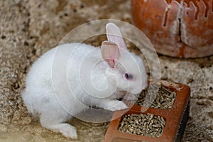 Rabit resting in its abit