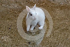 Rabit resting in its abit