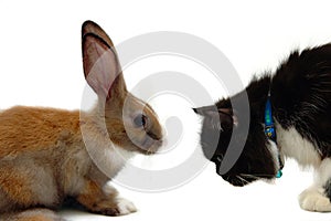 Rabit Vs cat